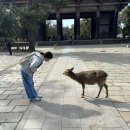 나라유통 | 오사카 가족여행/ 나라, 교토 라쿠 투어 솔직후기