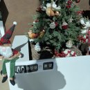 카페라임 이미지