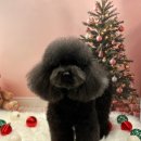 착한언니 애견살롱 | 화명동 애견 목욕 라무라무펫살롱 쵸파 목욕 후기 🐶