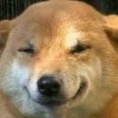 웃는 강아지 이미지