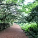 비자림의 아침 이미지