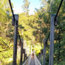 2024년 5월 11일 Hunua Suspension Bridge Track to Wairoa Loop Track 이미지