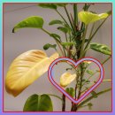 기쁨플러스약국 이미지