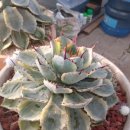 원앙슈퍼 이미지