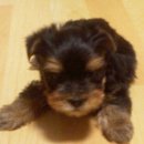 아지와 옹이 이미지