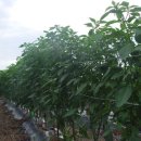 현암농장 이미지