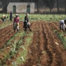 백인농장 이미지