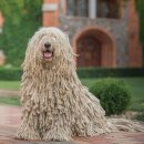 펫더헤븐 이미지