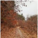 원수산 누리길 | 늦가을 세종시 원수산 누리길 산책