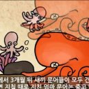 문어사랑 이미지