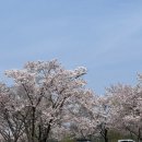 이마트24 영천강변공원점 | 경북 벚꽃 캠핑장 영천 임고강변공원 노지 벚꽃캠핑 물놀이장