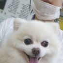 댕댕러브펫 이미지