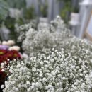 동서어린이집 | 가정동 루원시티꽃집 꽃뜰리에 🌸 오늘 직접 다녀온 24시간 꽃집 후기