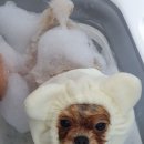 스파하니