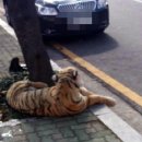 인형의 거리(호랑이 이미지