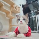 에브리캣 이미지