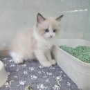 캣돌 캐터리 이미지