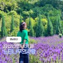 남양산충전소 | 경남 양산 2026 라벤더축제 느티나무의 사랑 카페 사전예약 및 주차안내