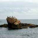 거북곰장어 이미지