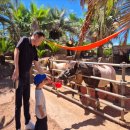 대정읍 한창기계 | 🐐🚜 [34개월, 7개월 아기랑👨‍👩‍👧‍👧] 제주 어린왕자감귤밭, 무제한 동물 먹이주기+유아 트랙터 체험