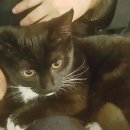 냥이와 양이 이미지