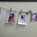 행복하개 애견샵 이미지