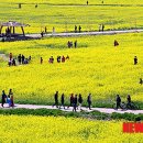 낙동강관리본부 대저생태공원 6 이미지