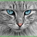 반려동물병원 이미지