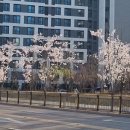 트럼펫연주 이미지