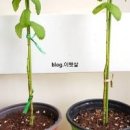 식물지지대로 애플민트 잎들 잡아주면서 키우기 이미지