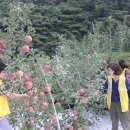 평광왕건사과마을 이미지