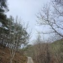 예천군용문면원류보건진료소 | 2023.12.16. TV 화면 속 절경을 찾아 떠났던 겨울여행! 계명산자연휴양림(주목나무)