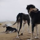 프라임 도그 이미지