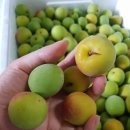 대남농장 이미지