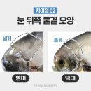 남해자산어보횟집 | 5월 제철 해산물《병어 ㆍ덕자병어》'5월 병어는 소를 잡은 고기보다 낫다' 병어는 5, 6월에 잡히는 것...