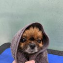행복펫 애견미용실 | 수원애견미용실 바움펫 강아지 맡긴후기