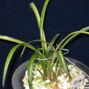 올젠테크놀로지 광주서부센터 | (주)올젠 테크놀로지 엘리온- 700알칼리수 열풍