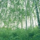 자작나무도서관 이미지