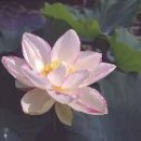 연꽃 품종(Gallery of Lotus (Nelumbo) Cultivars) 이미지