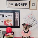 꽁꼼하개 이미지