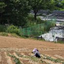 팔복순대 이미지