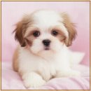 곱슬강아지 이미지