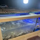 기장촌집 짚불곰장어 | 부산 기장 아난티 근처맛집 꼼장어맛집 “기장촌집짚불곰장어 본점” 내돈내산 솔직후기