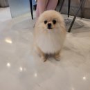 치즈 애견유치원&애견호텔 이미지