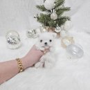 어벤져스켄넬 탑클래스펫 강아지분양 이미지