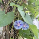 셀프헤어컷(주말) 이미지