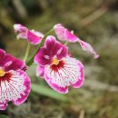 밀토니아(miltonia)