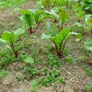 조계환농장 이미지