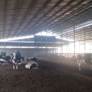 대원목장 이미지