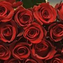 빨간장어 이미지